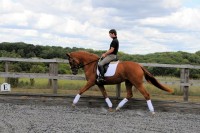 Borasco : Buddenbrock x Wittinger x Cavalier 2010 Chestnut filly